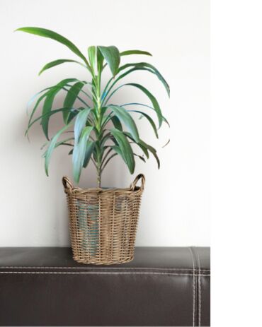 Уличные растения: 🌿 Ev üçün dekorativ yaşıl bitki. 🪴 Bitki növü: Dracaena (Əjdaha