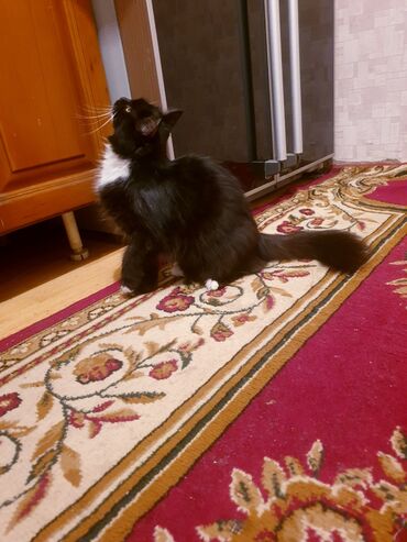 Pişiklər: Məhsul: Ev pişiyi və balası Təsvir: - Şəkillərdə iki pişik görünür — 6