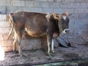 индюки кара балта: Продаю | Корова (самка) | Для разведения, Для молока | Стельные
