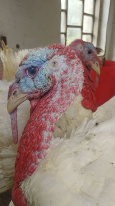 Мясо: 3 кг — 7