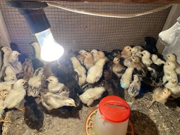 куры в токмаке: Продаю | Цыплята | Кучинская