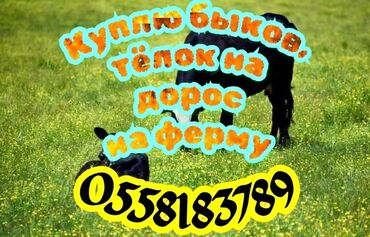 продажа попугаев жако: Куплю | Коровы, быки, Лошади, кони | Круглосуточно, На забой, на мясо, На откорм