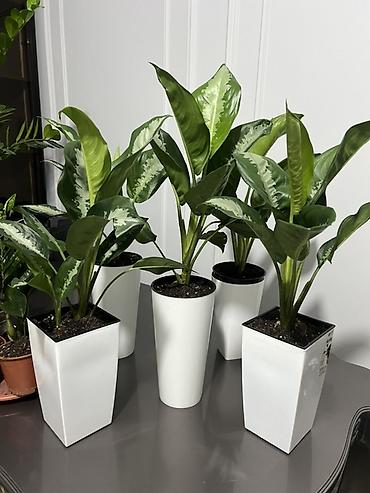 Лилии: Кливия (Clivia miniata) в горшке - Эффектное комнатное растение с — 11