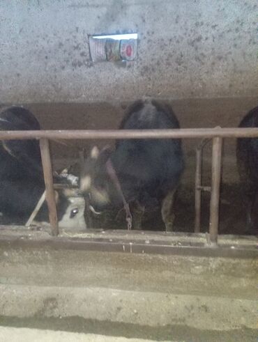 Коровы, быки: Продаю | Бык (самец) | На откорм | Привязанные — 8