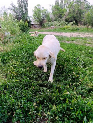Продажа собак: Лабрадор-ретривер, 2 месяца, Самец — 11