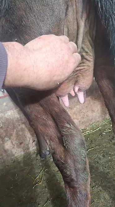 Козы, козлы: Продаю | Коза (самка) | Полукровка | Для молока — 3