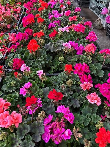 suse qab: Bağ üçün dekorativ qrup bitkiləri – qablarda - Ortanca (Hydrangea — 5
