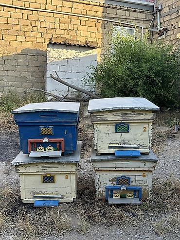 Arılar: Arı yeşikləri satılır 🐝 Şəkildə görünən tipdə arıçılıq üçün yararlı -da lalafo.az — 3 Arılar: Arı yeşikləri satılır 🐝 Şəkildə görünən tipdə arıçılıq üçün yararlı — 3