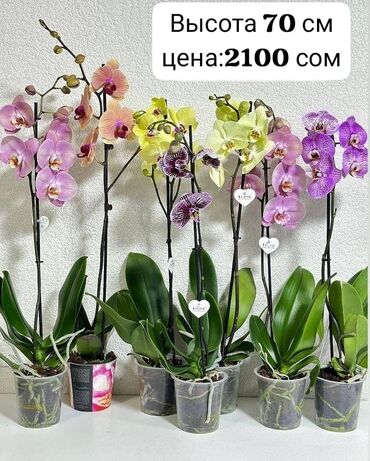 орхидея в горшке бишкек: ОРХИДЕЯ сом скидкой🌹 80 см. 1700 сом
🩷на подарок самое то🌺
вотсап