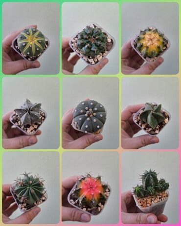 купить маленький аквариум: Коллекция мини-кактусов в квадратных пластиковых горшочках (примерно