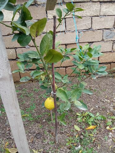 zeytun agaci satilir: Ordubad limonu