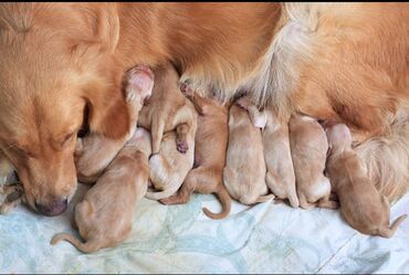 İtlər: Labrador-retriver, 1 ay, Erkek