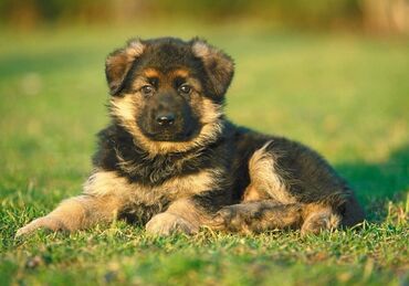 акито собака: Куплю немецкую овчарку 2 месяца