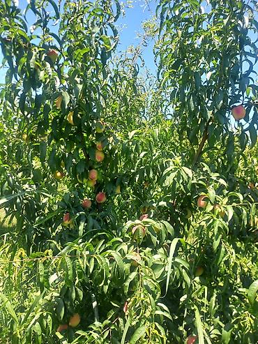 meyve terevez dukani: Şaftalı – bağdan təzə, çeşidlənmiş və qutulanmış - Məhsul: aromatik — 9