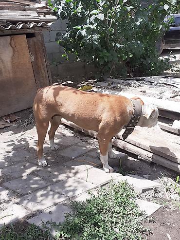Продажа собак: Американский питбультерьер(Питбуль)Сука.5 лет.К людям лояльная.Детям — 8