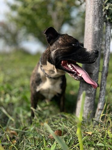 i̇t xaski: Pitbul, Erkek lalafo.az -da i̇t xaski: Pitbul, Erkek