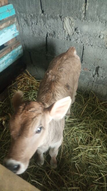 Коровы, быки: Возраст 1,5 месяца из двойни тёлка