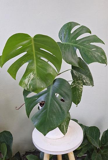 Монстера альба (variegata) - Эффектная крупнолистная лиана с at lalafo.kg Монстера альба (variegata) - Эффектная крупнолистная лиана с