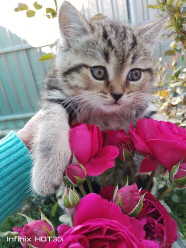 сколько стоит щенок хаски без документов: Скотиш Страйт (Шотландская прямоухая), 2 месяца, Девочка, Проглистована