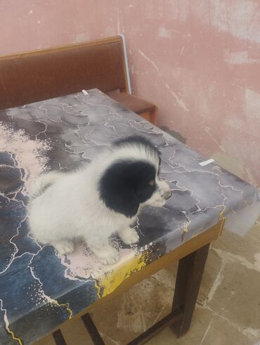 İtlər: Pudel, 1 ay, Dişi, Peyvəndli, Ödənişli çatdırılma