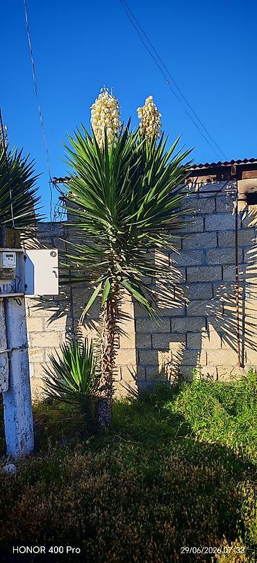 pustə ağacı satılır: Satılır: dekorativ yucca ağacı (Yucca gloriosa tipli) 3 metr — 1