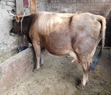 продаю быков: Продаю | Корова (самка) | Алатауская, Швицкая | Для молока | Стельные