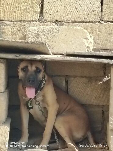 İtlər: Pitbul, 7 ay, Erkek, Ödənişli çatdırılma — 5