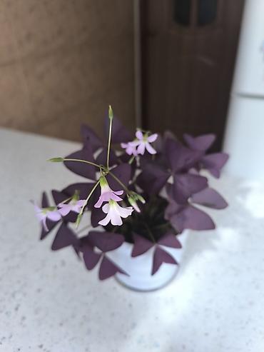 кактус цветы: Оксалис треугольный (Oxalis triangularis), фиолетовый сорт. - — 2