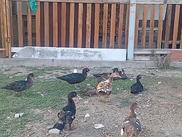 куры живые: Продаю | Куры — 3