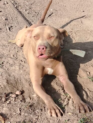 İtlər: Pitbul, 1 il, Erkek, Sənədli, Pulsuz çatdırılma — 12