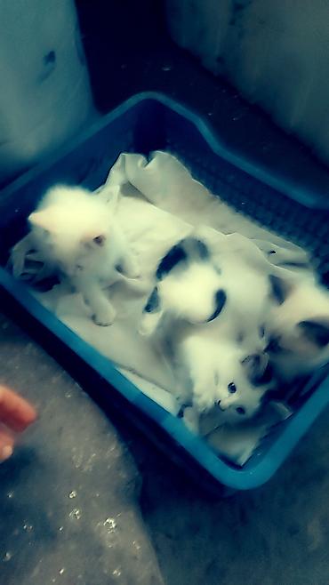 бенгальские кошки цена бишкек: Домашние пушистые котята. по 100 сом. в добрые и заботливые руки — 3