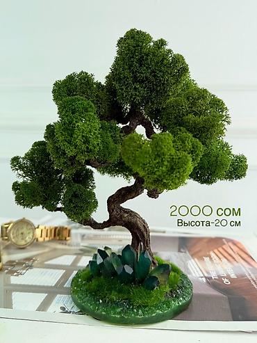 Декоративные цветы: Бонсай ручной работы из натурального стабилизированного мха от 1500 — 53