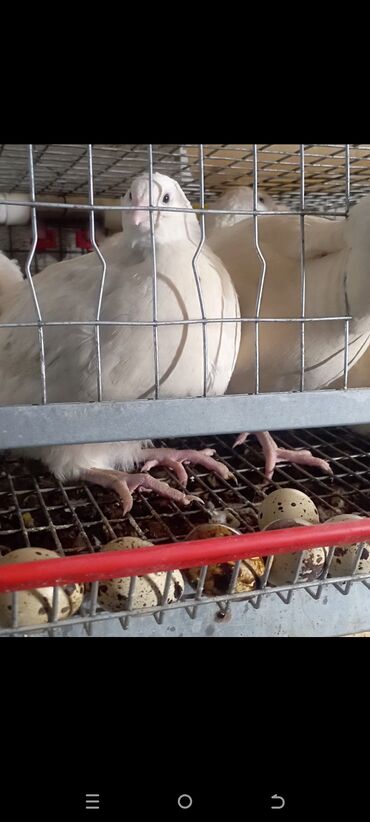 Шины: Шины 175 / 65 / R 14, Лето, Б/у, Комплект, Легковые, Китай, Goform — 8