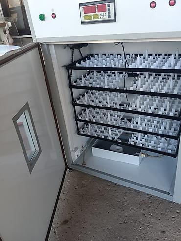 hınduska: Avtomatik inkubator Salam universal inkubator satılır 250 qaz — 2