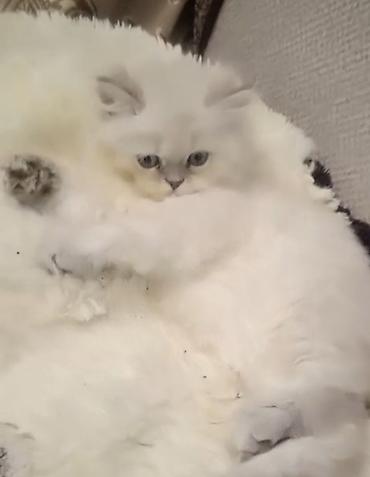 ragdoll pisik: Fars, Dişi — 2