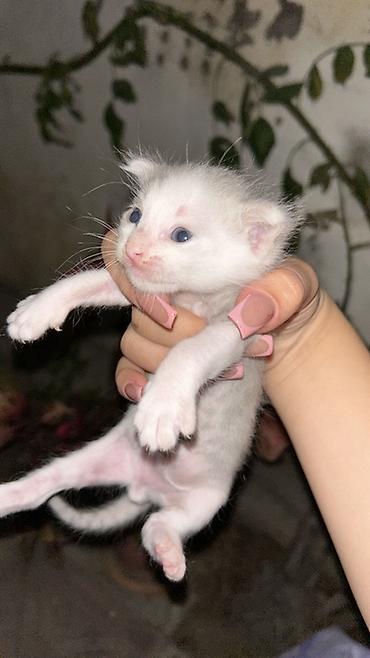 Balaca pişik balaları - Növ: ev pişiyi (qısa tüklü) - Rənglər: - lalafo.az -da Balaca pişik balaları - Növ: ev pişiyi (qısa tüklü) - Rənglər: -