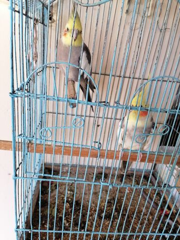 Tutuquşları: Qəfəsə bir yerdə 2 ədəd Korella tutu quşuları satılır
