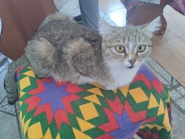сиямские кошки: Отдам кошку 9 месяцев в хорошие руки