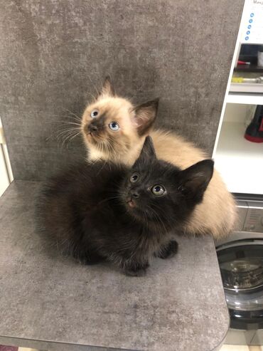 сеператор для биогумуса: Котята, помёт из двух малышей. - Окрас: один котёнок однотонный