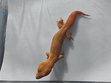 Зоотовары: Леопардовые гекконы (Eublepharis macularius) редких морф Элитный — 3
