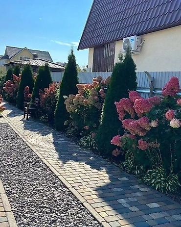 беседка сколько стоит: Туя западная (Thuja occidentalis) для живых изгородей и топиарной — 8