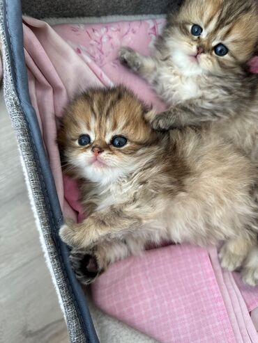 Pişiklər: Britan yastı qulaq, Erkək, Dişi — 11