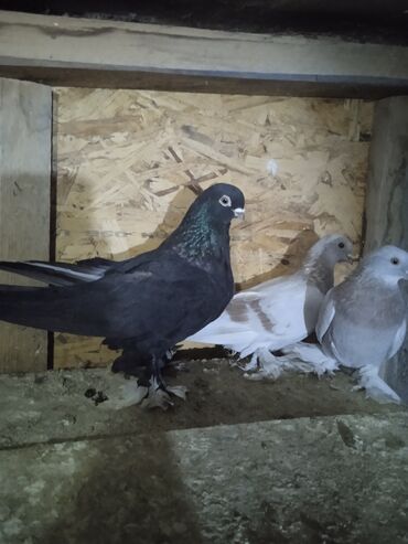 Птицы: Продаю голубей,все молодые прошлогодние.Птицу гоняю.Цены — 8