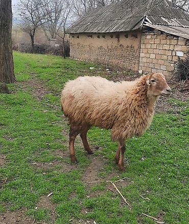 Qoyunlar, qoçlar: Şişək satılır -da lalafo.az — 1 Qoyunlar, qoçlar: Şişək satılır — 1