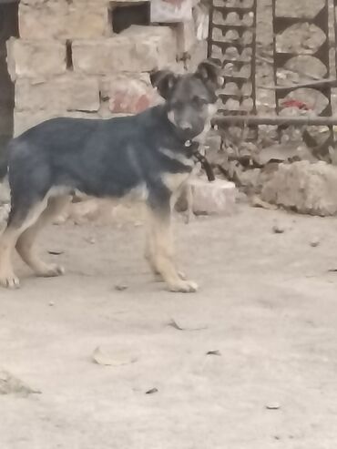 корм для собак купить оптом: Овчарка, 5 айлык, Эркек