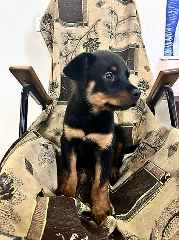 İtlər: Rotveyler, 2 ay, Dişi — 9
