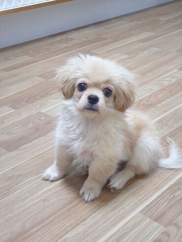 alman afçarka iti: Pekines, 3 ay, Erkek