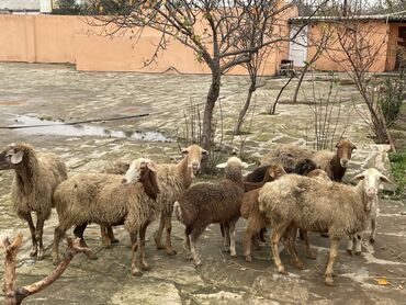 Qoyunlar, qoçlar: Salam Heyvanlar hamısı sağlam ağır boğazdılar ana baladılar satılırlar — 4
