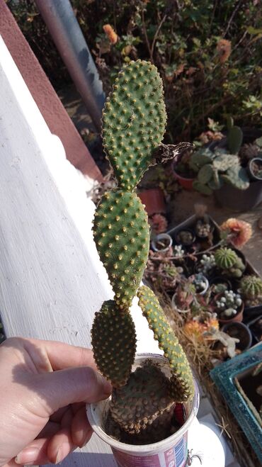 Kaktus: Kaktusi – više vrsta (Opuntia i Mammillaria) - Opuntia (indijske — 2