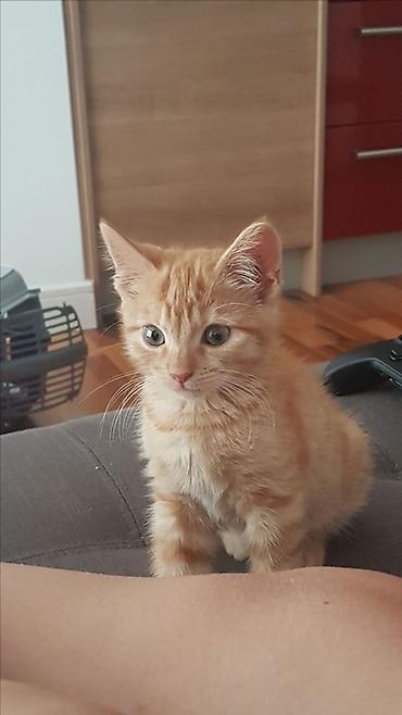 Продажа кошек: 🐱❤️ Малыши в поисках дома! Посмотрите на эти мордашки — каждому из них — 6